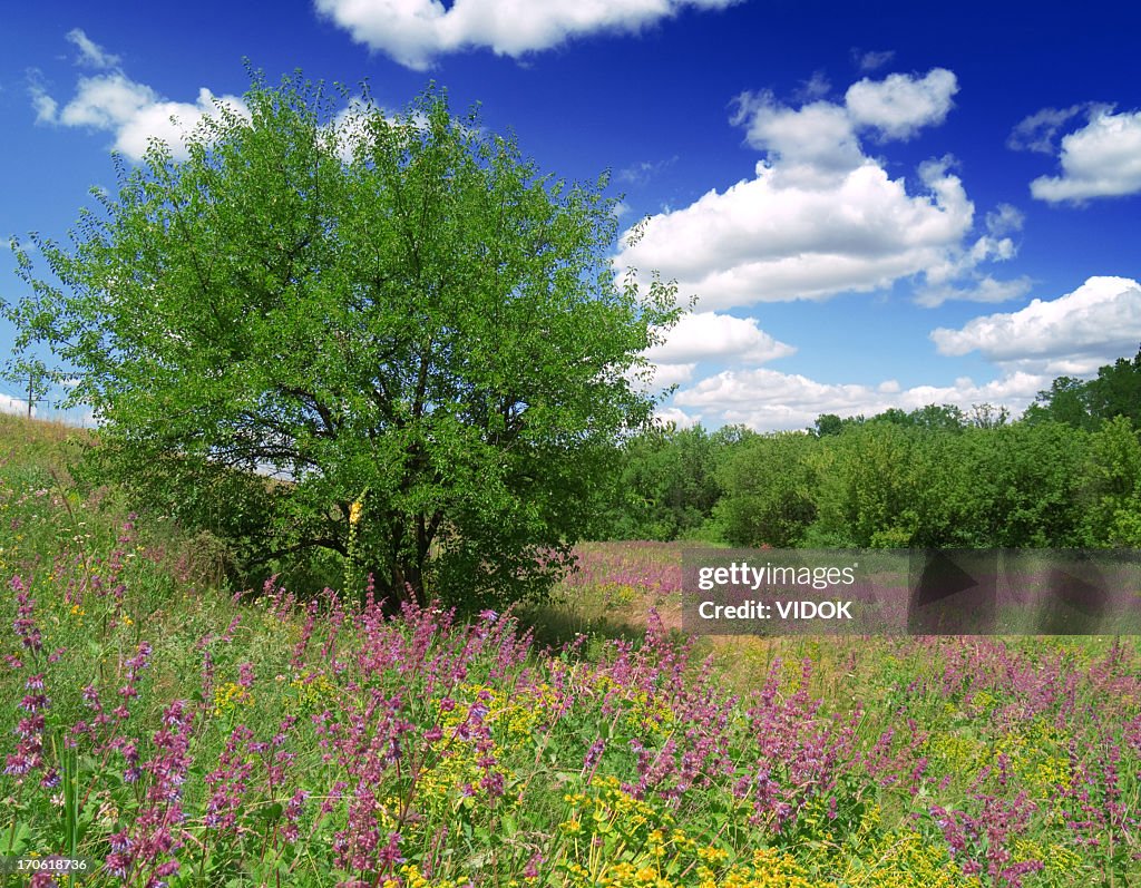 Landschaft