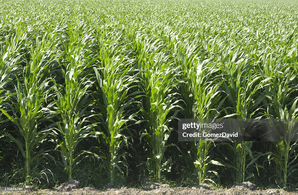 Rows Of Corn Stalks Growing On A Farm High-Res Stock Photo - Getty Images