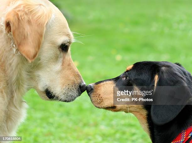 two dogs - dog greeting stock pictures, royalty-free photos & images