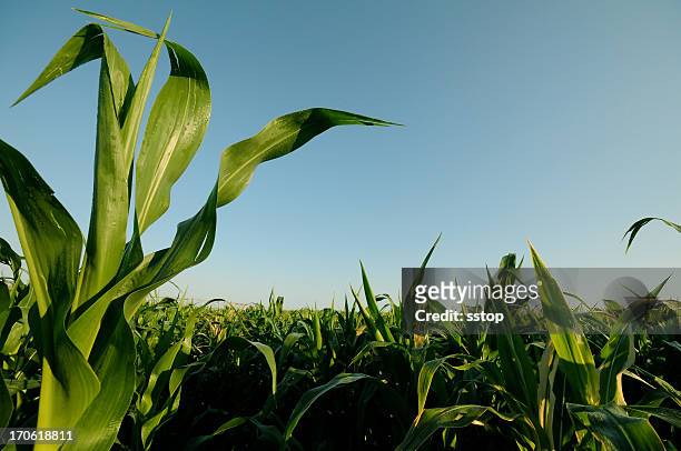 rising corn plantation against blue sky - majs bildbanksfoton och bilder