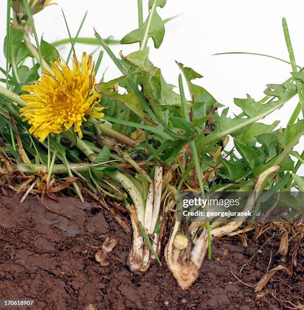 dandelion - herbicide stock pictures, royalty-free photos & images