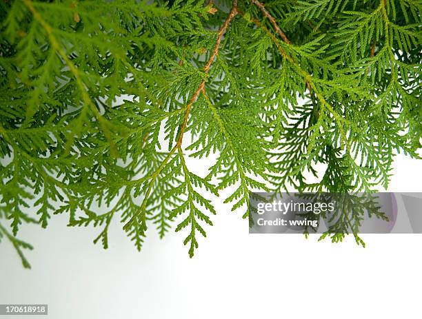 cedar boughs on white - cedar tree stock pictures, royalty-free photos & images