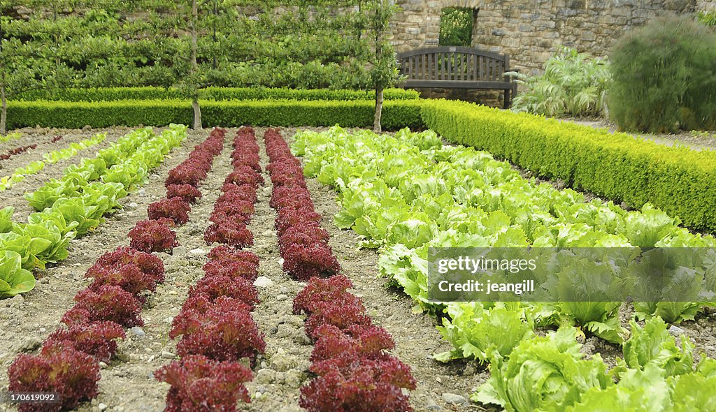 Red and green lettuce in formal garden