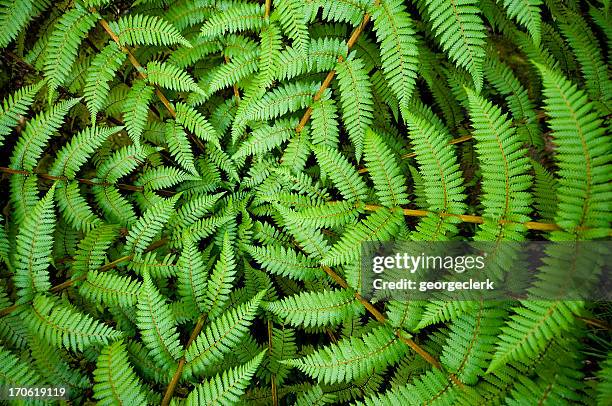 fern círculo - biologia imagens e fotografias de stock