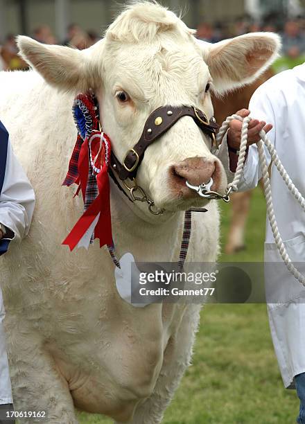 best in show - livestock show stock pictures, royalty-free photos & images