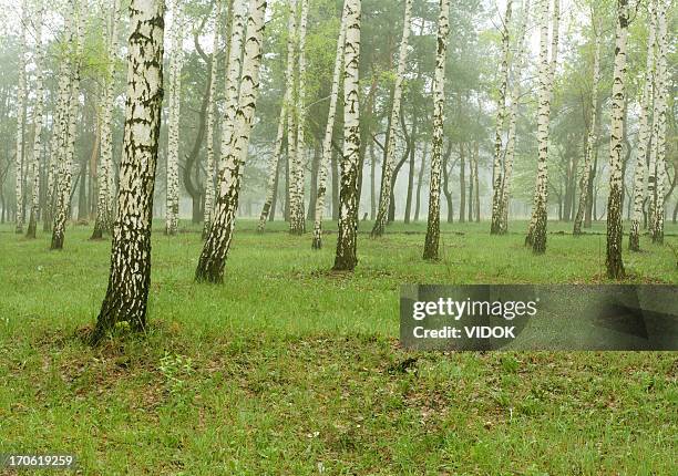 birch - greenwood stock pictures, royalty-free photos & images