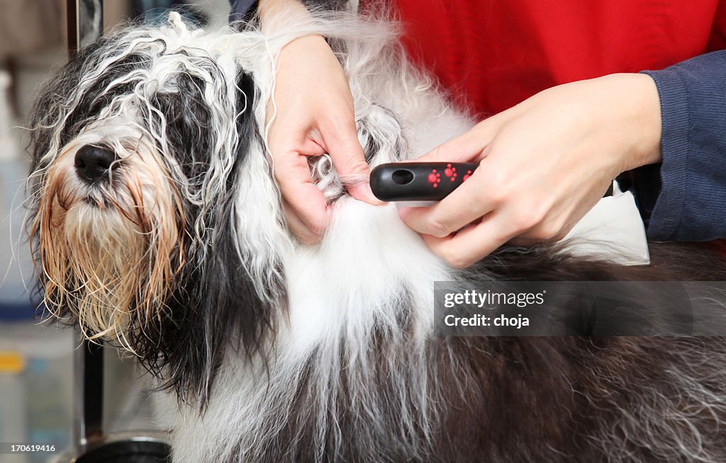 Cute dog at the groomer