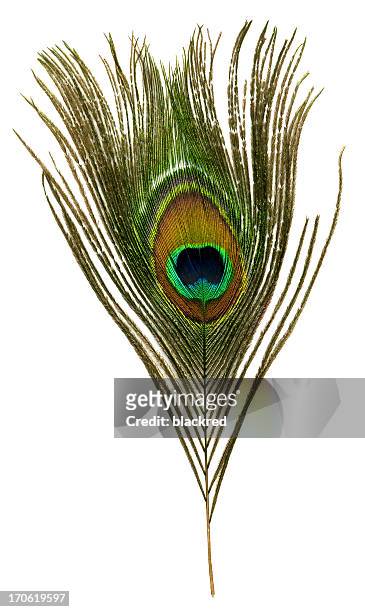 peacock feather - pauwenveer stockfoto's en -beelden