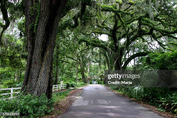 country lane with oak trees - groenblijvende eik stockfoto's en -beelden