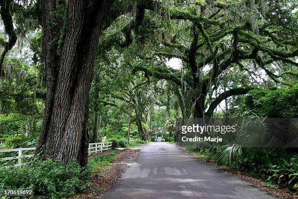 country lane with oak trees - live oak tree stock pictures, royalty-free photos & images