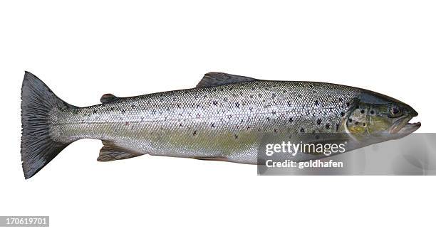 trout, whole fish, isolated on white - trout stock pictures, royalty-free photos & images