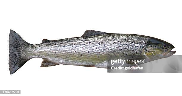 truta, peixe inteiro, isolado a branco - truta imagens e fotografias de stock