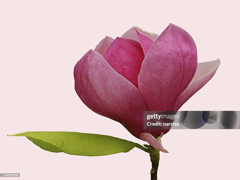 Schöne Rosa magnolia bloom-isoliert