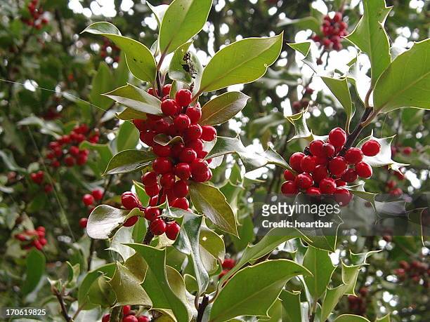 holly berries - winterberry holly stock pictures, royalty-free photos & images