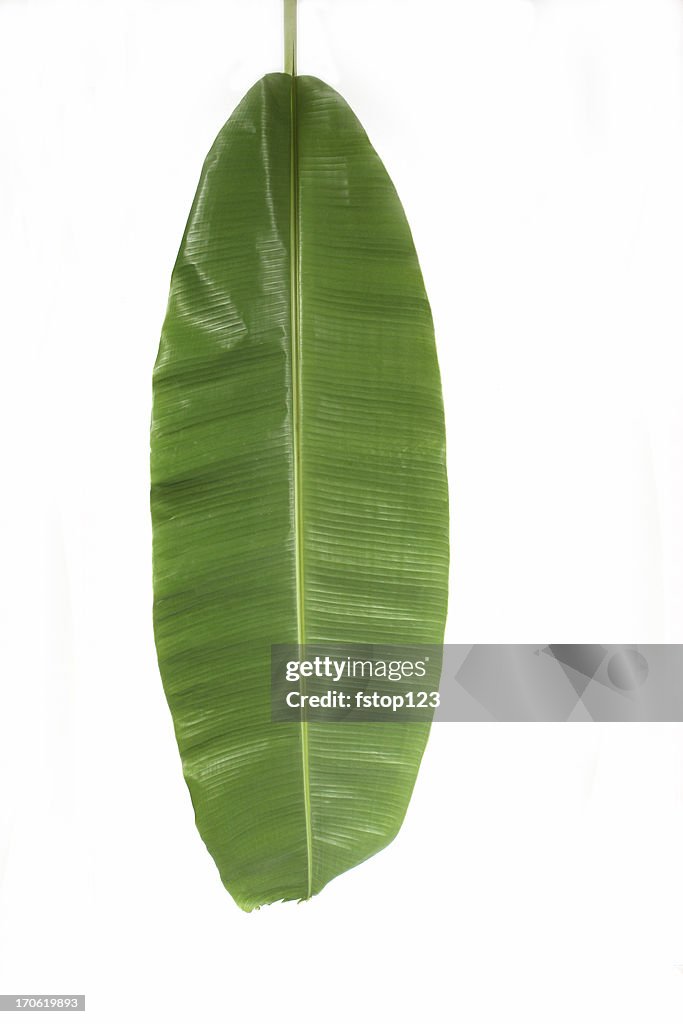 Banana Leaf