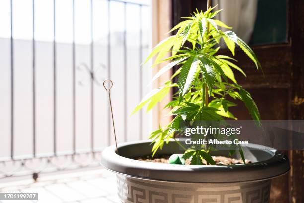 a marijuana plant on the side of a balcony on a sunny day - cannabis droge stockfoto's en -beelden