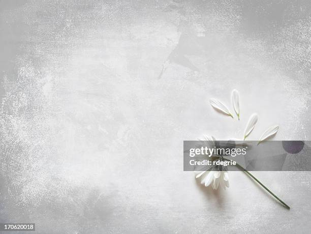 pétalas de flor e solta – ela adora me não. - margarida imagens e fotografias de stock