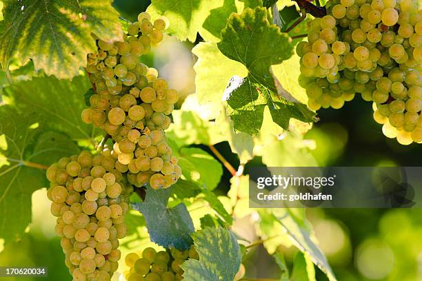 white wine - chardonnay grape 個照片及圖片檔