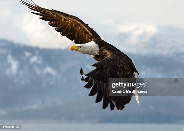 bald eagle - determination look - mountain eagle stock pictures, royalty-free photos & images