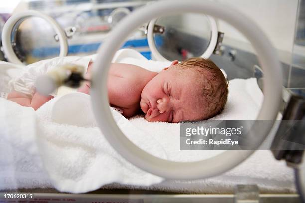 新生児のふ卵器 - ふ卵器 ストックフォトと画像