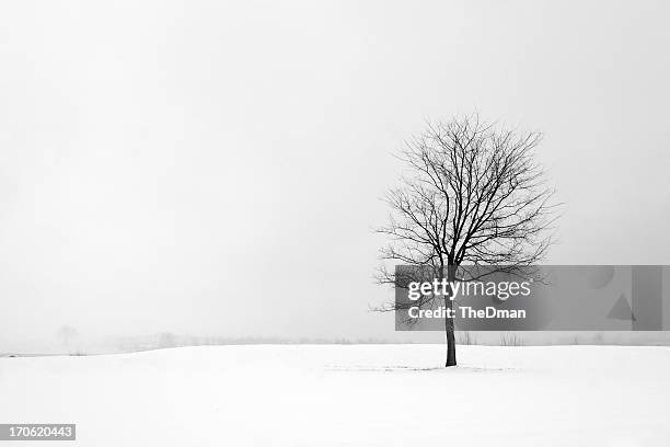 loneliness - lövfällande träd bildbanksfoton och bilder