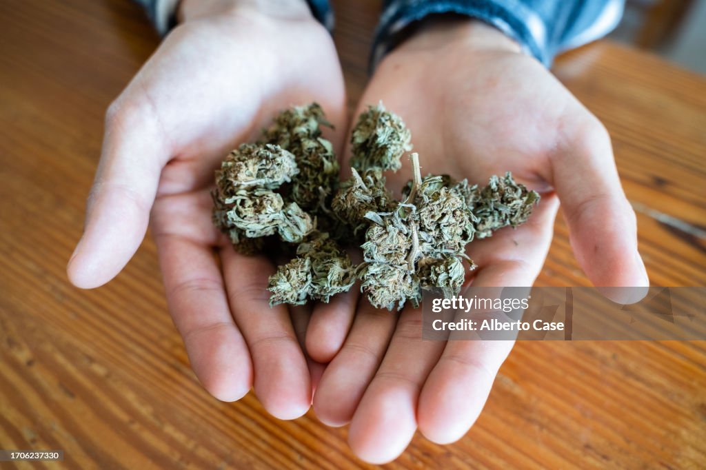 Unrecognizable man holding marijuana buds