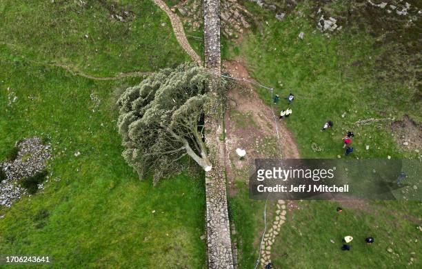 In this aerial view the 'Sycamore Gap' tree on Hadrian's Wall lies on the ground leaving behind only a stump in the spot it once proudly stood, on...