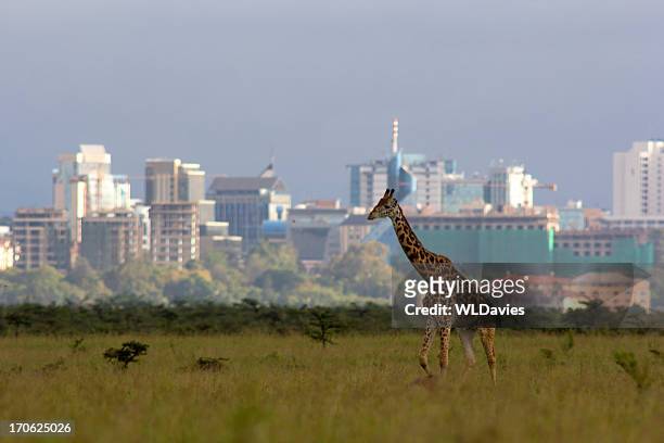 giraffe auf die skyline der stadt - african cityscape stock-fotos und bilder