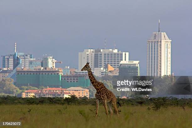 giraffe auf die skyline der stadt - nairobi stock-fotos und bilder
