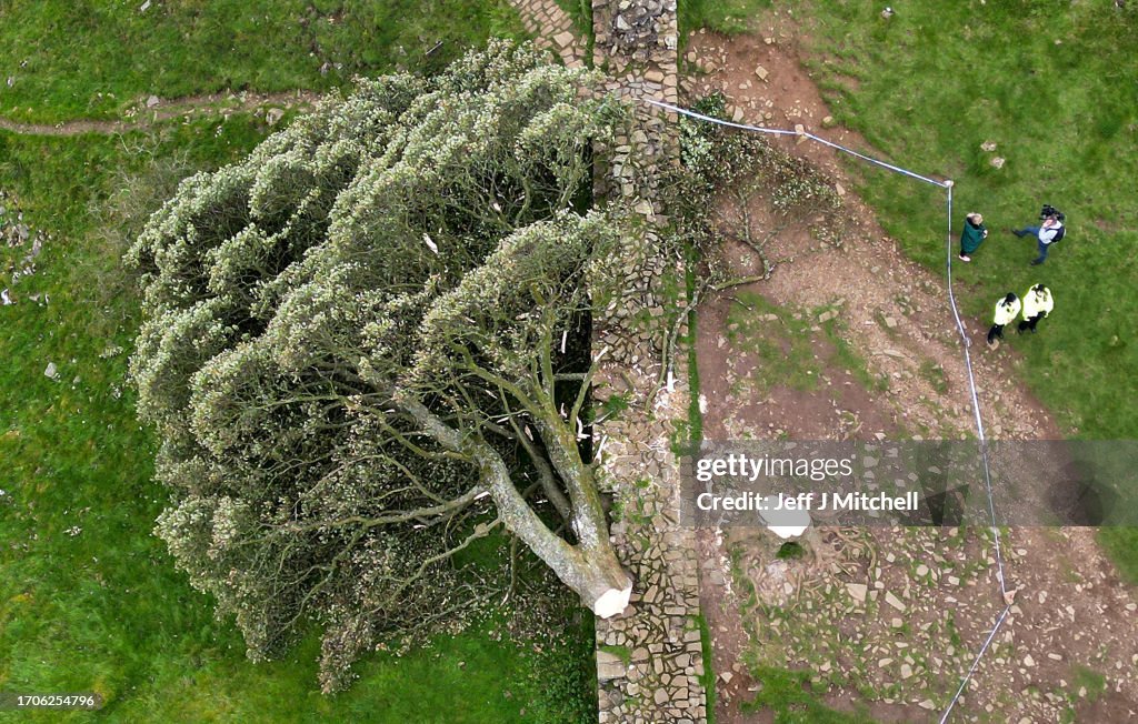 'Sycamore Gap' Tree At Hadrian's Wall Felled Overnight
