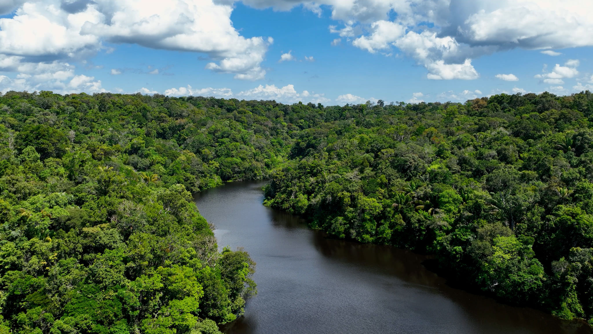 amazon rainforest