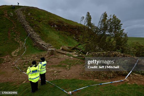 Sycamore Gap' tree on Hadrian's Wall now lies on the ground, leaving behind only a stump in the spot it once proudly stood on September 28, 2023...