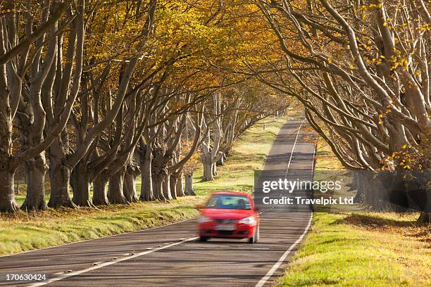 car driving through avenue of trees - avenida imagens e fotografias de stock