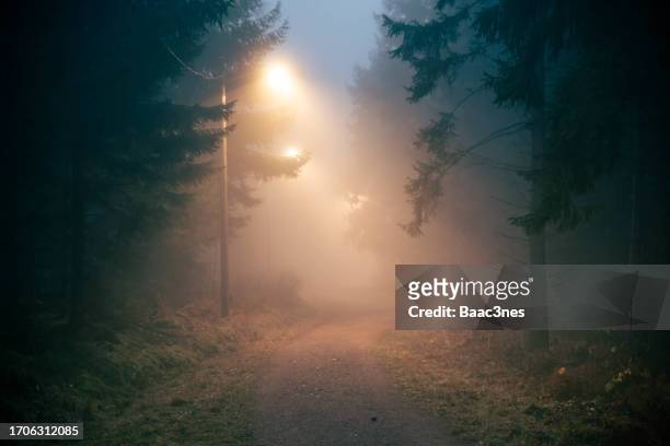 dirt road in a dark and foggy forest - november weather stock pictures, royalty-free photos & images