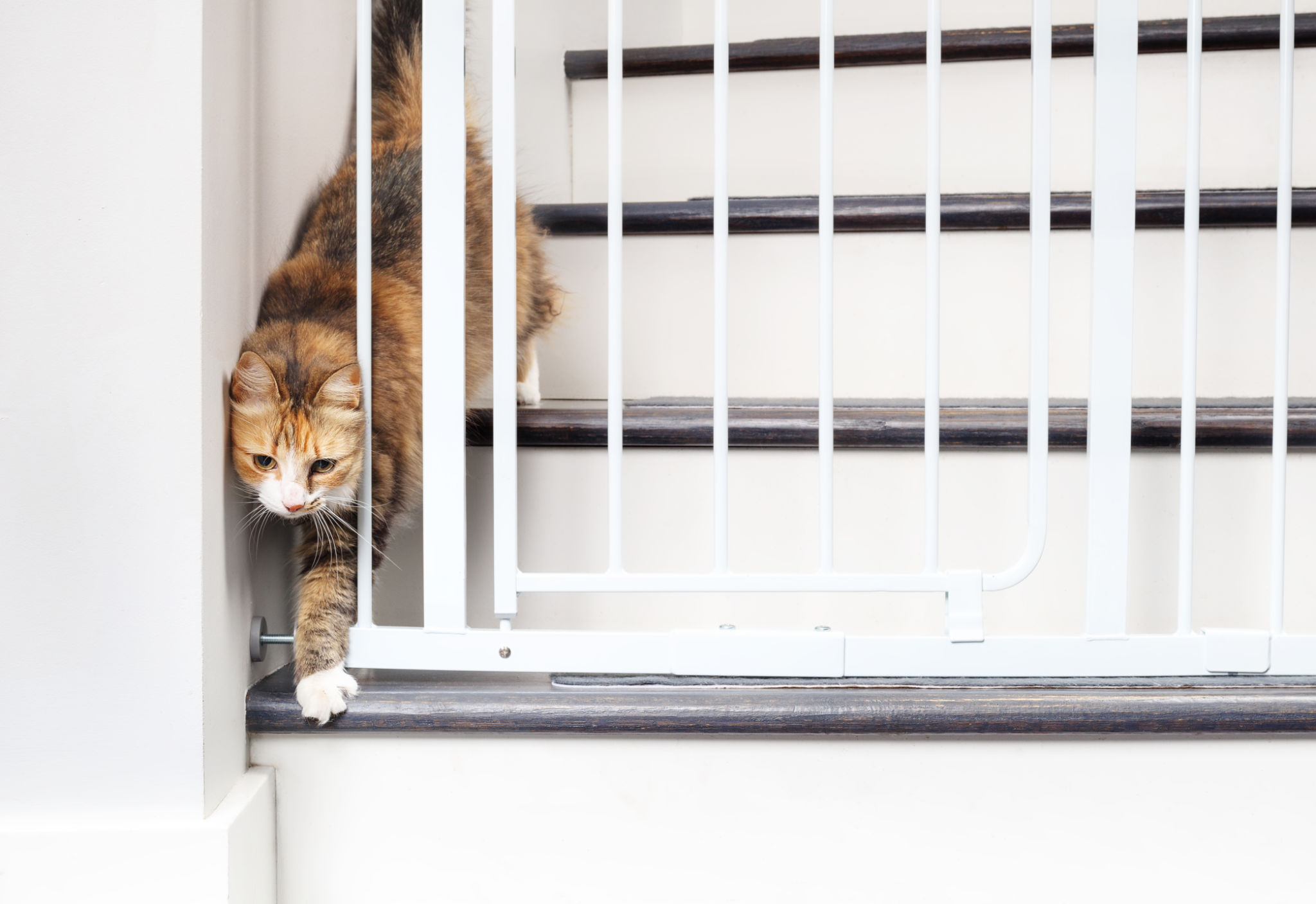 installing pet door