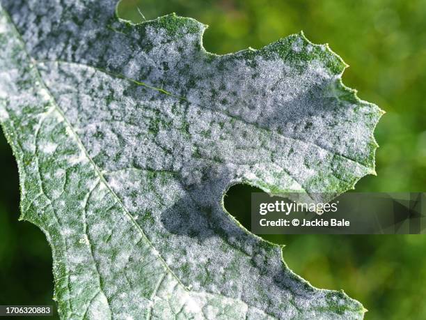 mildew on courgette leaves - mildew fotografías e imágenes de stock