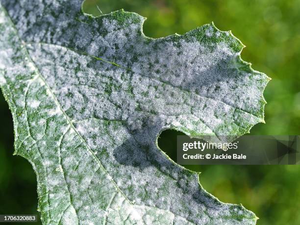 mildew on courgette leaves - powdery mildew fungus stockfoto's en -beelden