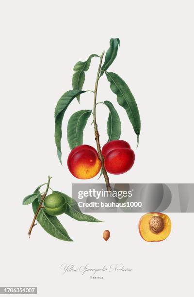 peach, botanical illustration, circa 1817 - peach tree stock illustrations