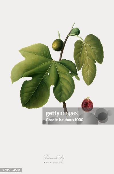 fig, happy fig, ficus, botanical illustration, circa 1817 - fig tree stock illustrations