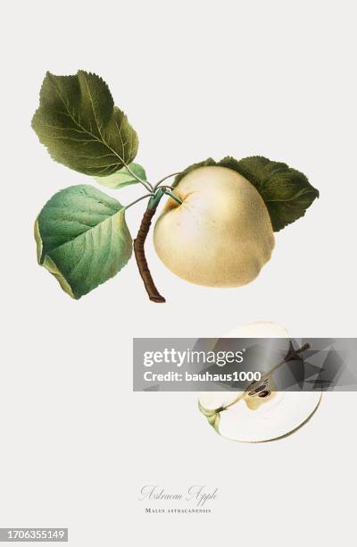 antique illustration, apple, botanical illustration, circa 1817 - fig fruit tree stock illustrations