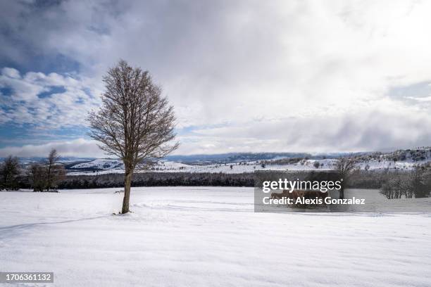 cows grazing on a field covered by snow in patagonia - cow winter stock pictures, royalty-free photos & images