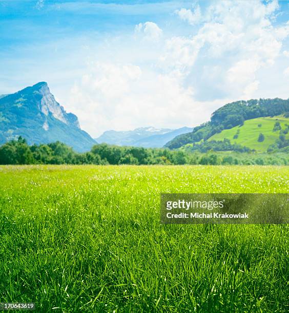 新鮮な緑の牧草地で山 - meadow forest ストックフォトと画像