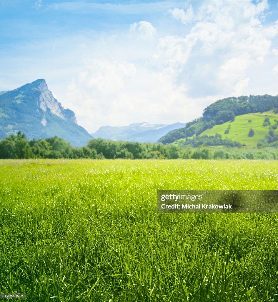 Fresh green meadow in mountains