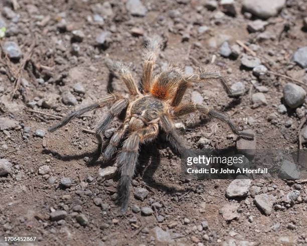 a large chilean rosehair tarantula - theraphosa blondi stock pictures, royalty-free photos & images