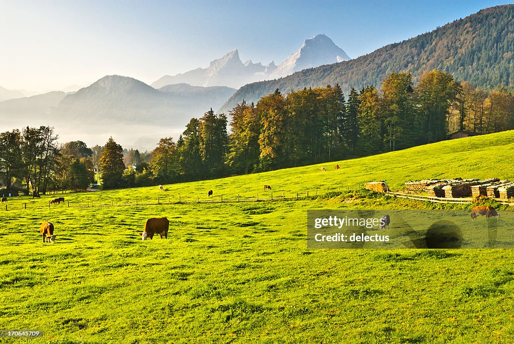 Vacas pastando em uma montanha meadow