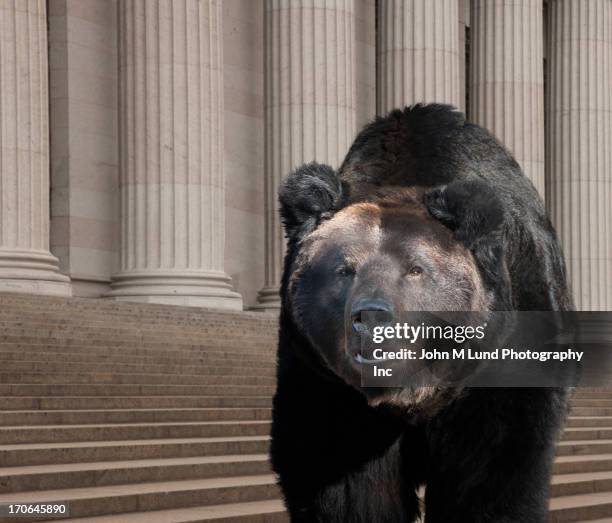 bear walking on city street, new york, new york, united states - börsenbaisse stock-fotos und bilder