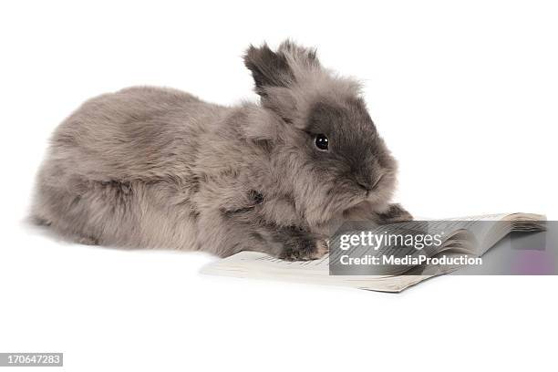 rabbit reading - rabbit animal stock pictures, royalty-free photos & images