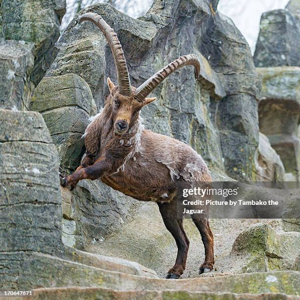 jumping ibex - swiss ibex stockfoto's en -beelden