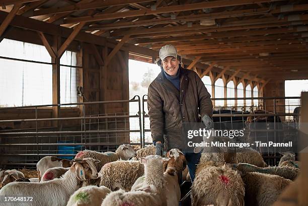 a man in the livestock pen under cover, surrounded by goats. - goat pen stock pictures, royalty-free photos & images