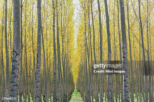 Tree Planation Rows 689 Planting Rows Of Trees Stock Photos, High-Res Pictures, and Images ...
